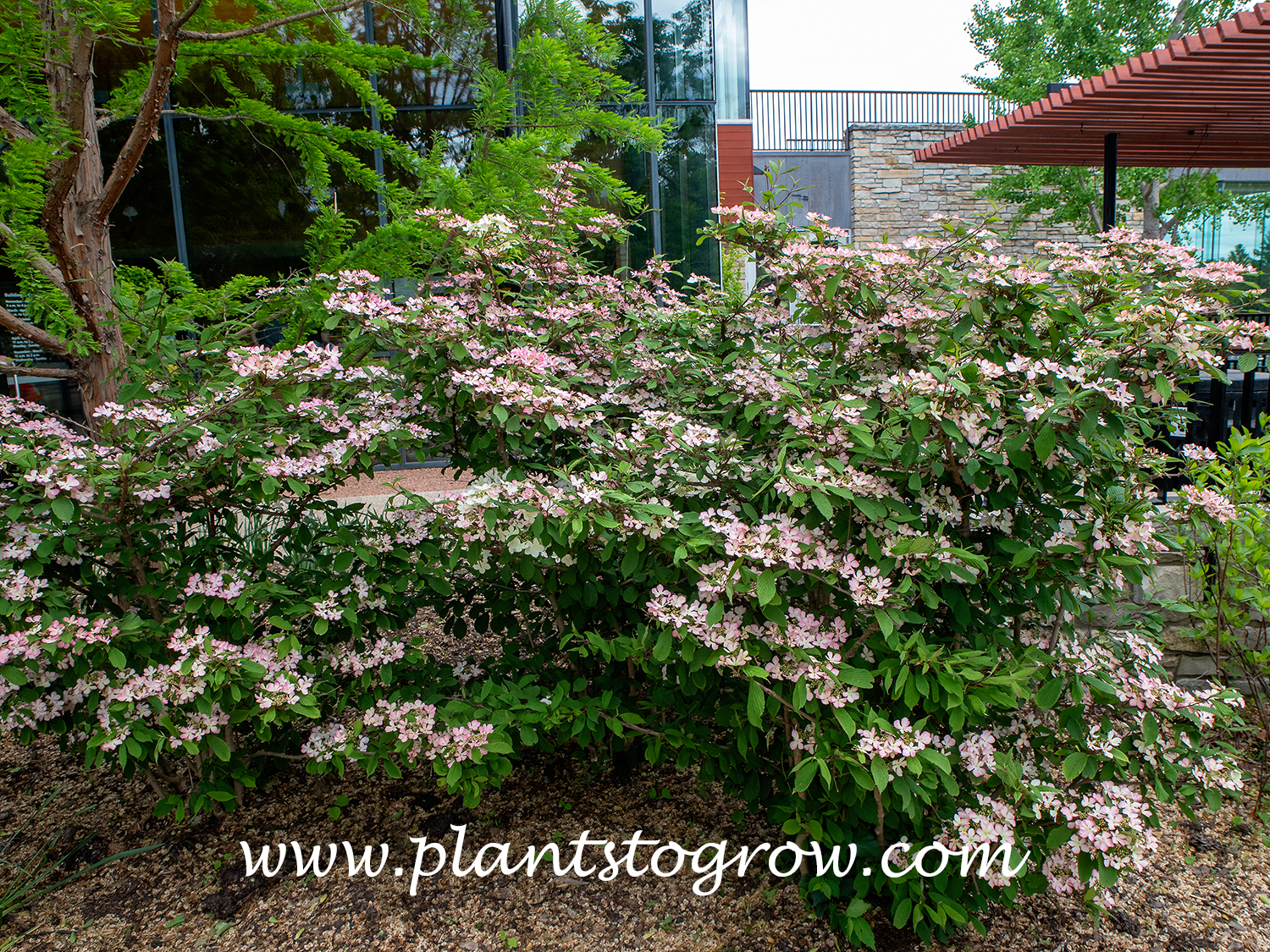 Molly Schroeder Doublefile Viburnum (Viburnum plicatum tomentosum)